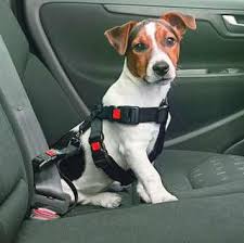 detail KARLIE FLAMINGO Postroj do auta, M 40-60cm