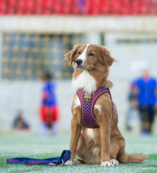 VESTA Air FC Barcelona XXL